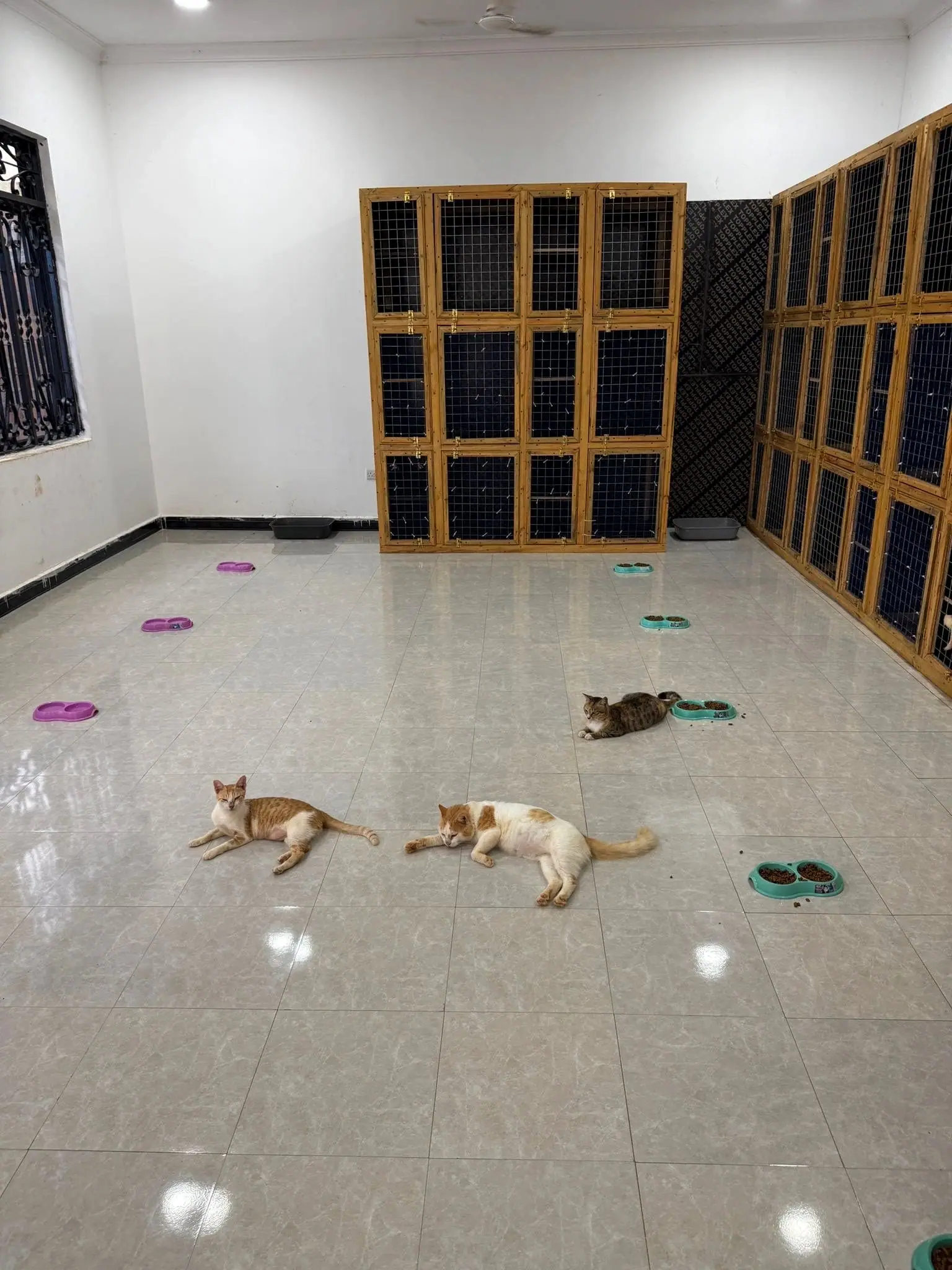 Das Katzen-Shelter, 16.04.2026