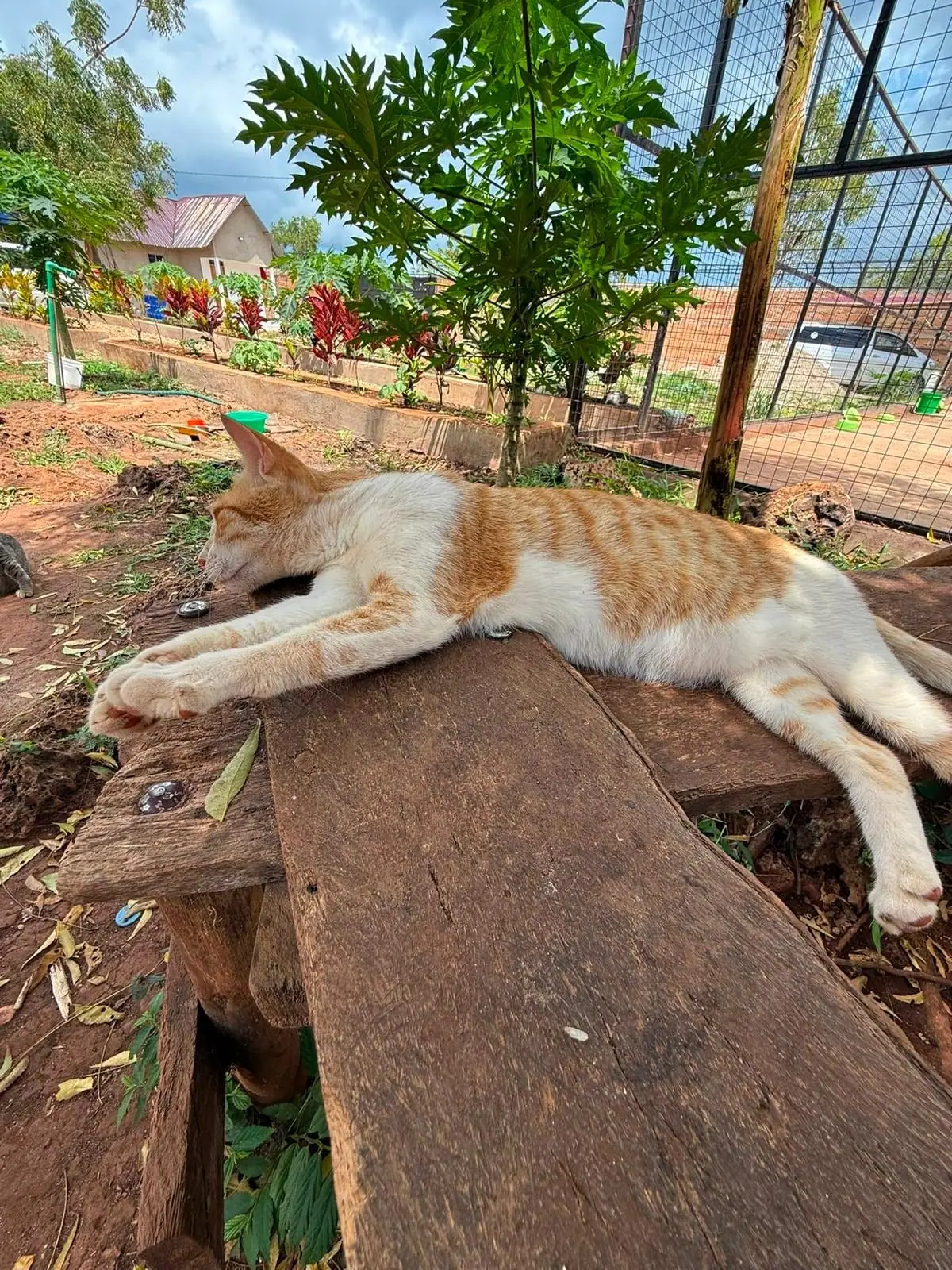 Auf der Bank im Garten
