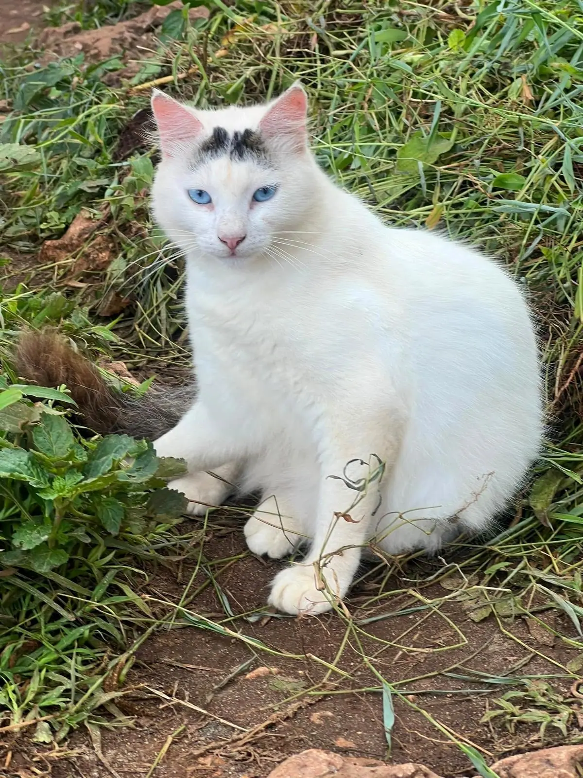 Klaus heute: weißer Kater mit blauen Augen im Gras