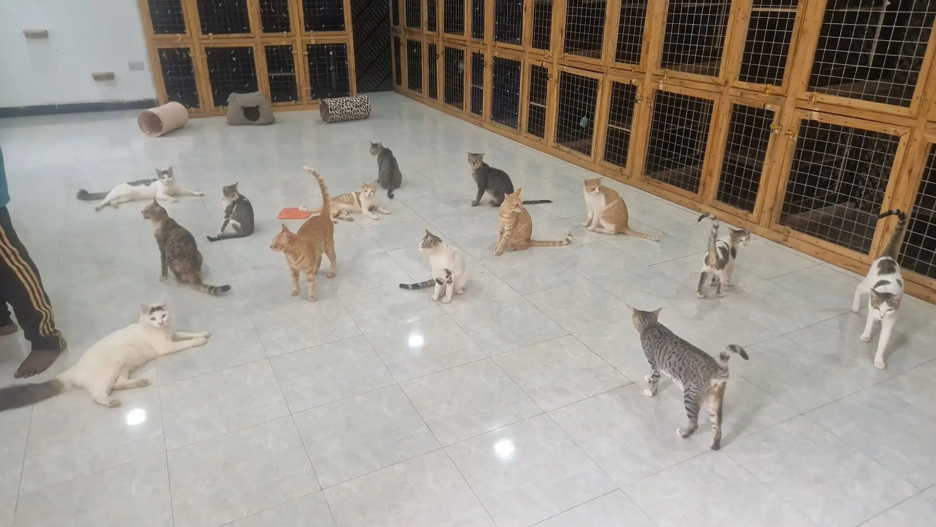 Im Katzenhaus