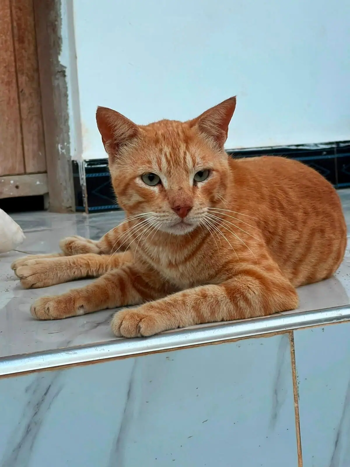 Peanut heute: großer orangefarbener Kater auf den Fliesen